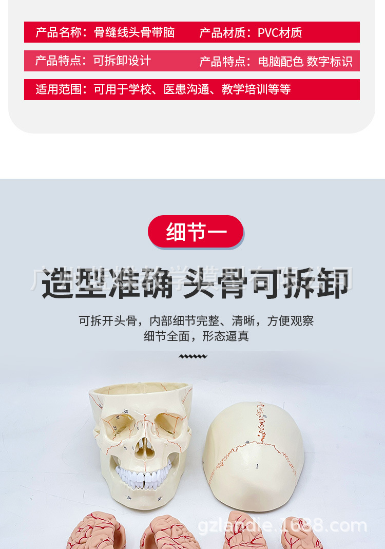 骨缝线头骨附脑模型 人体头颅骨 大脑模型 神经科颅脑解剖 头骨